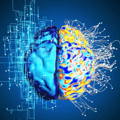 Left right brain hemispheres